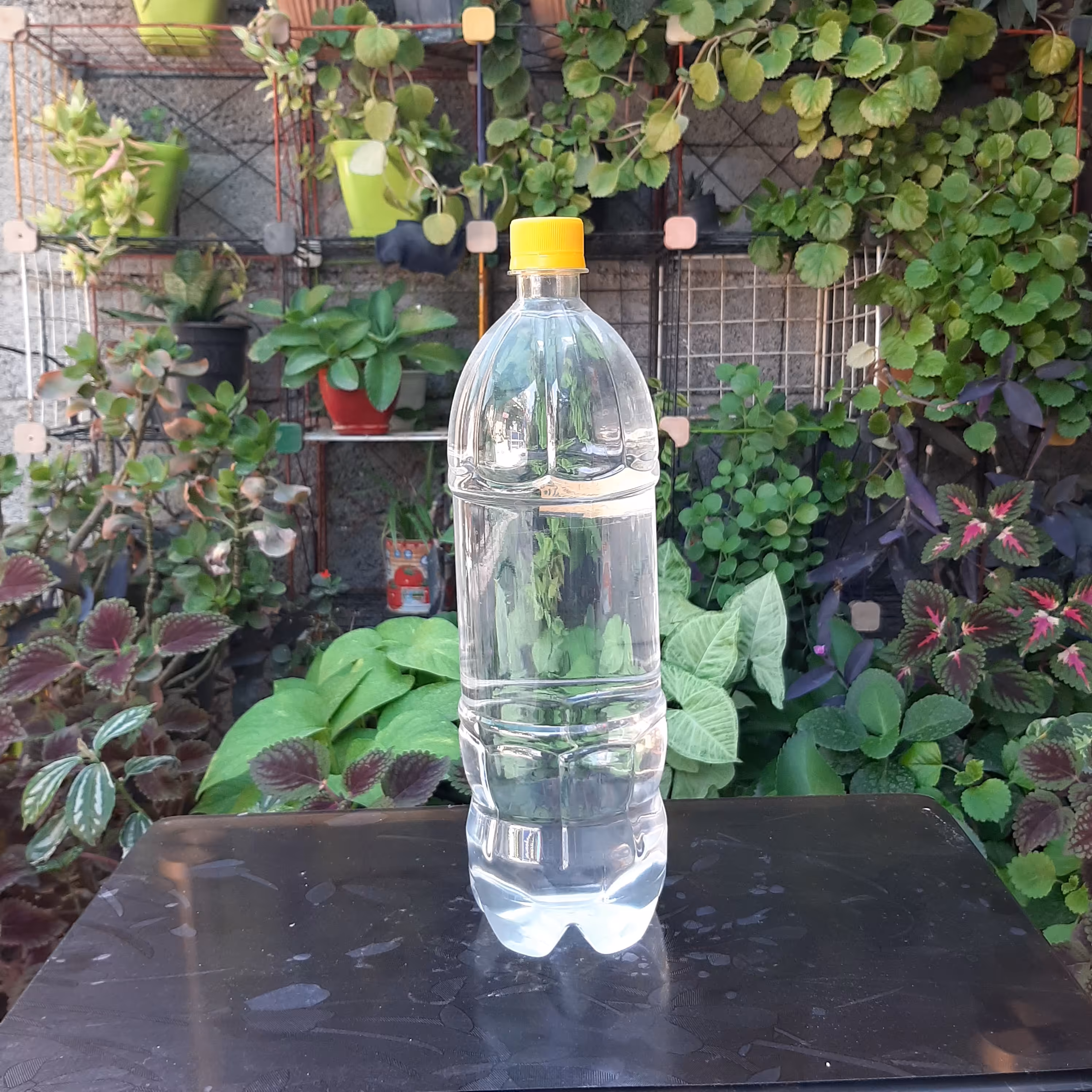 عرق شوید اعلا سنگین یک لیتر و نیمی