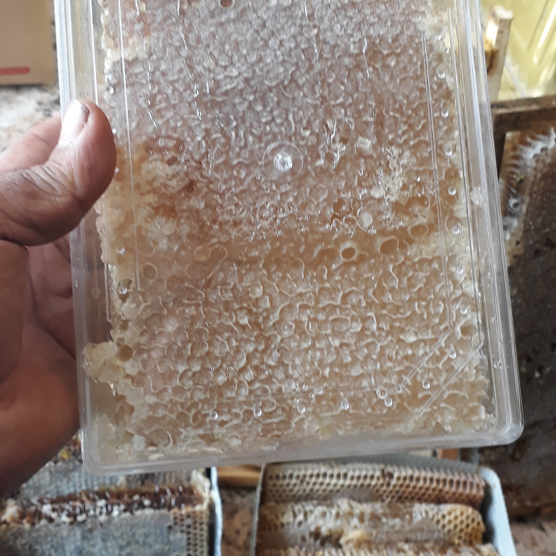 عسل شان رامکا بسیارکم تغذیه تولید تابستان امسال اززتبورستان خودم دربسته یک کیلوگرمی