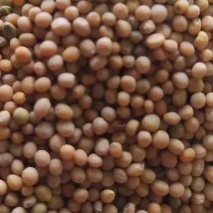 دانه خردل اعلا 200 گرم 