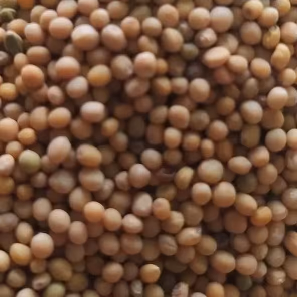 دانه خردل اعلا 200 گرم 