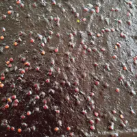لواشک شاه توت و آلوی قرمز خانگی و طبیعی بسیار تازه با طعم ترش و ملس