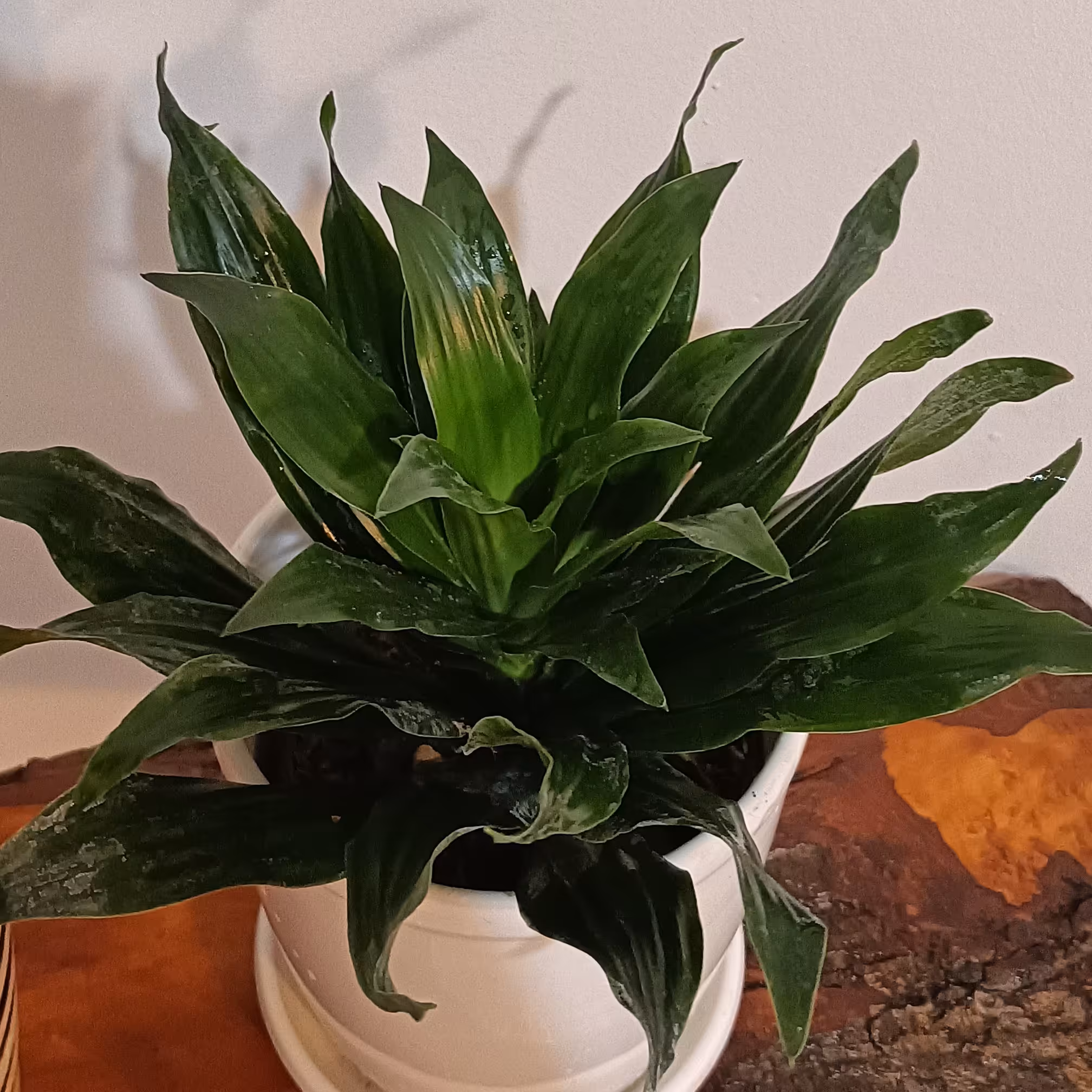 گل آپارتمانی دراسنا کامپکت آناناسی ارسال با پست