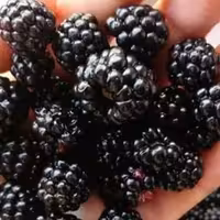 مربای تمشک جنگلی شمال  تازه و بهداشتی  900 گرمی 