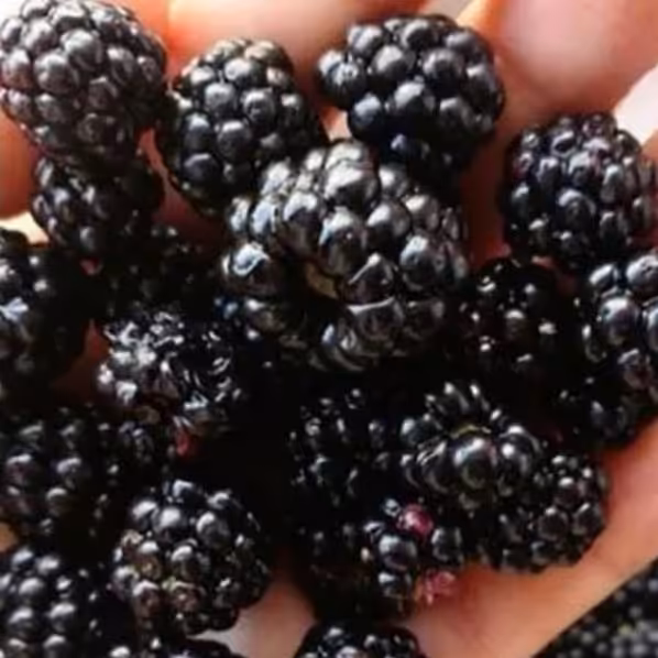 مربای تمشک جنگلی شمال  تازه و بهداشتی  900 گرمی 