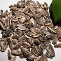 تخمه آفتابگردان نمکی خوی نیم کیلویی