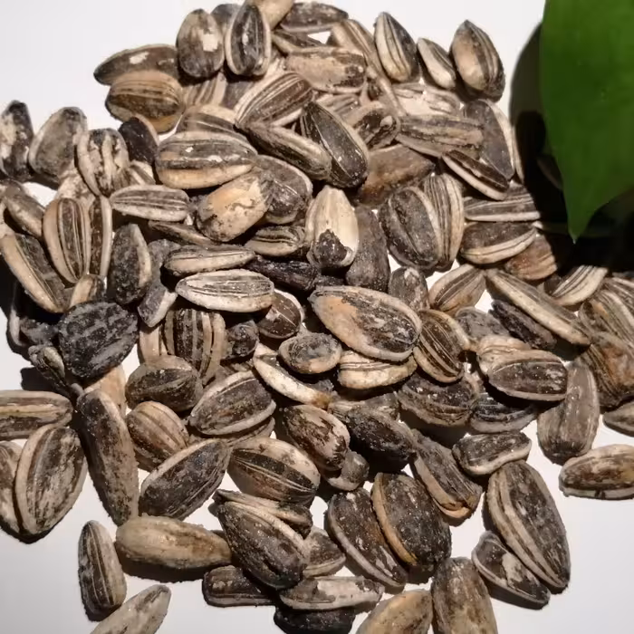 تخمه آفتابگردان نمکی خوی نیم کیلویی