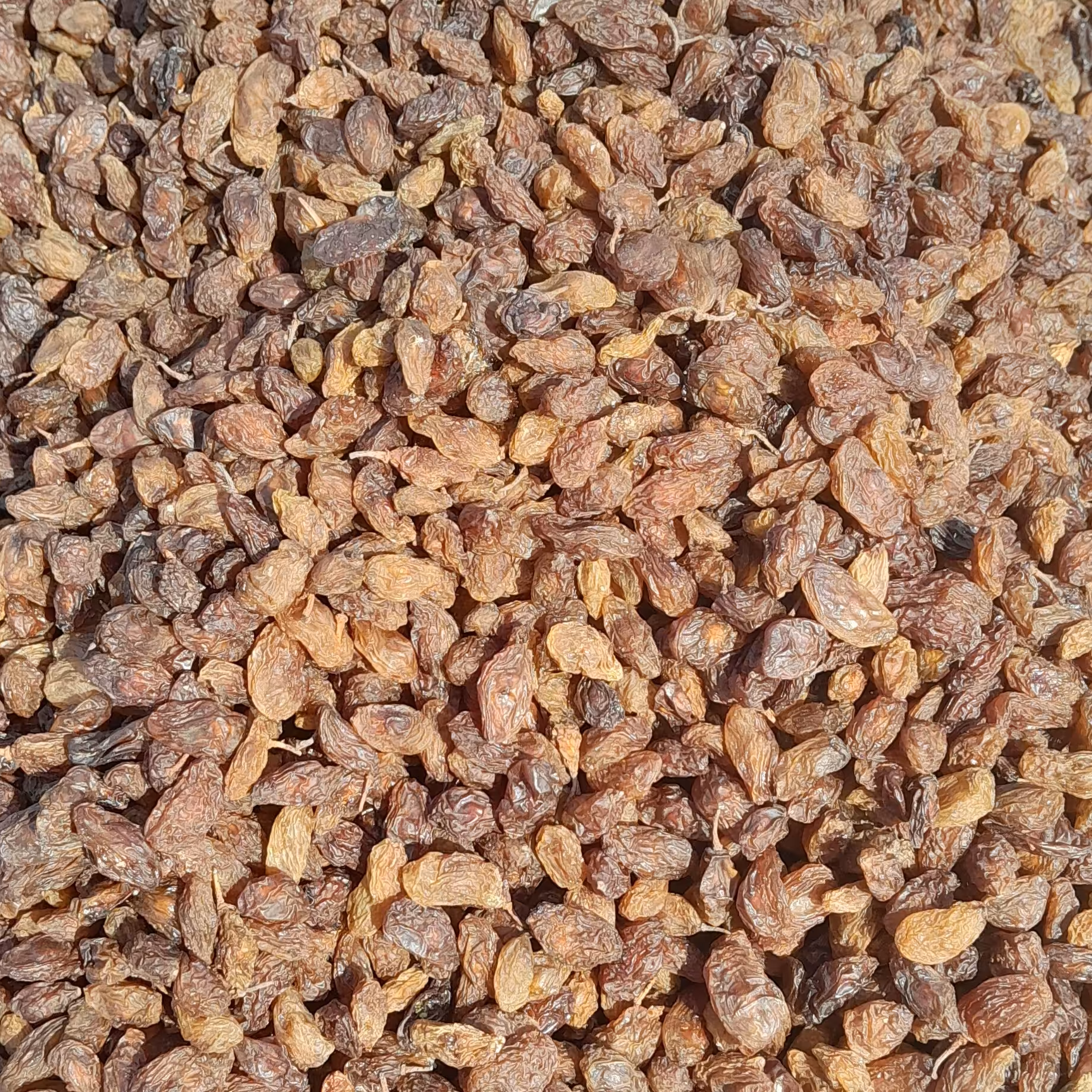 مویز دانه دار  900 گرم