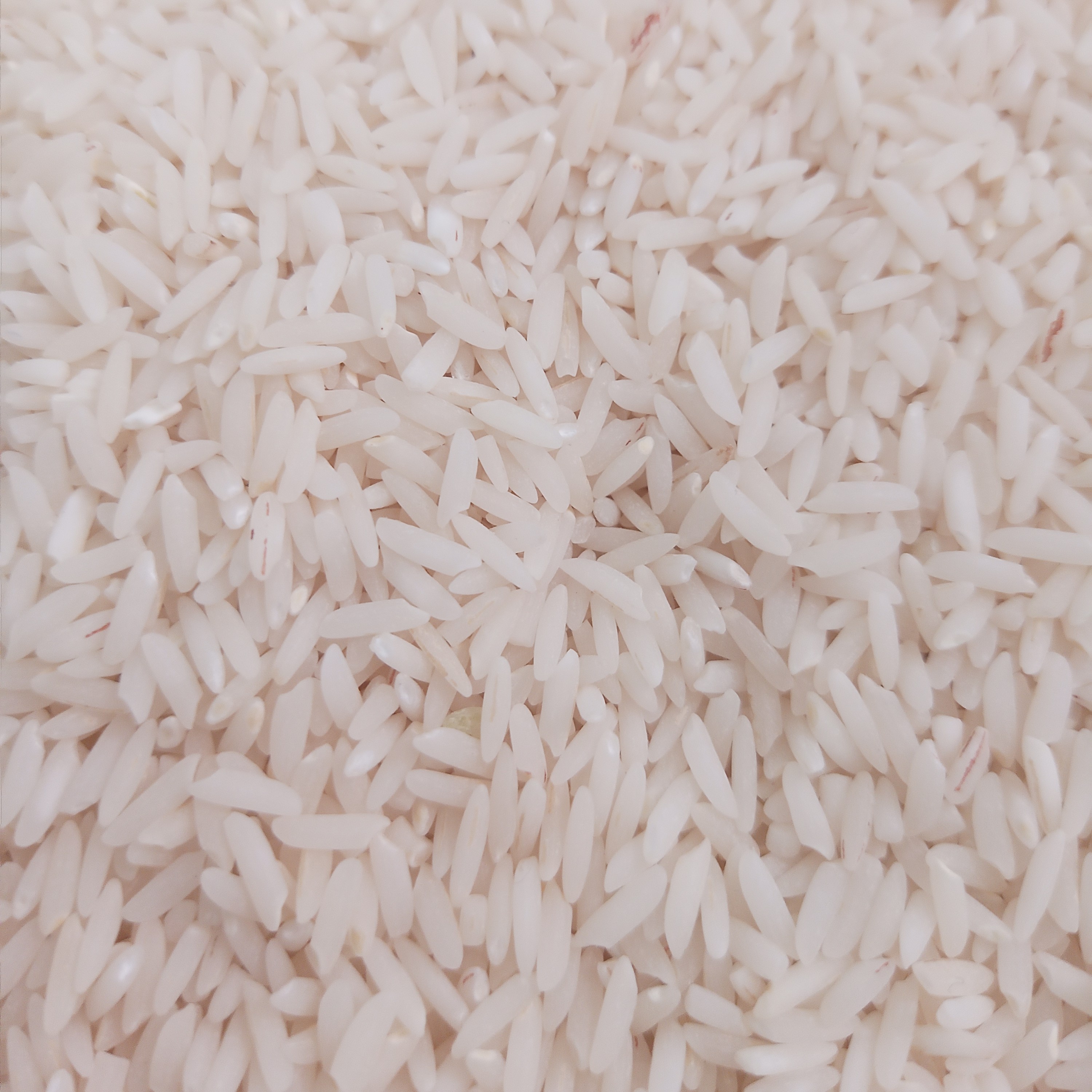 طارم هاشمی کشت اول غیر بوجار تمیز شده با دستگاه سورتینگ