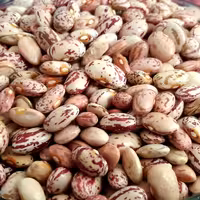 لوبیا چیتی پاک کرده نیم کیلویی طبیعی شهر کوهستانی خوانسار