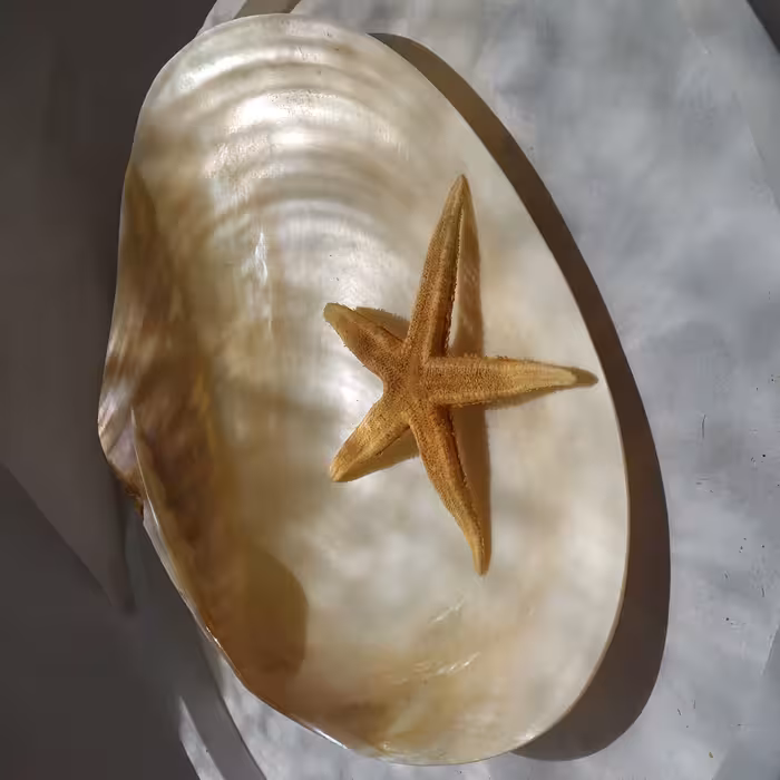 صدف کفه ای پهن