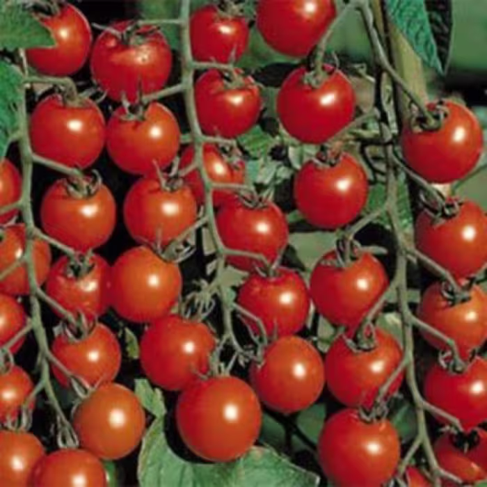 بذر گوجه گیلاسی چادویک 10 عددی 