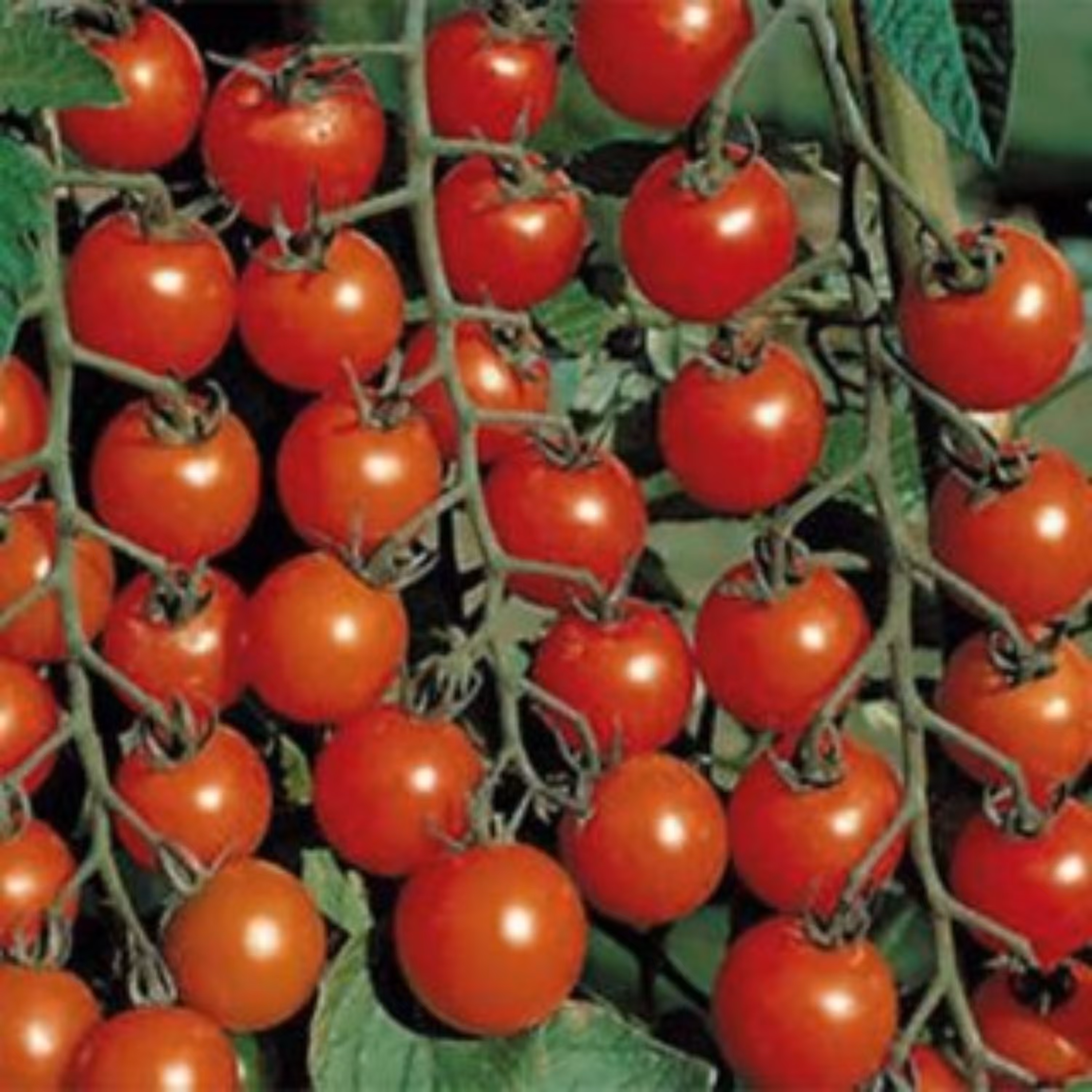 بذر گوجه گیلاسی چادویک 10 عددی 