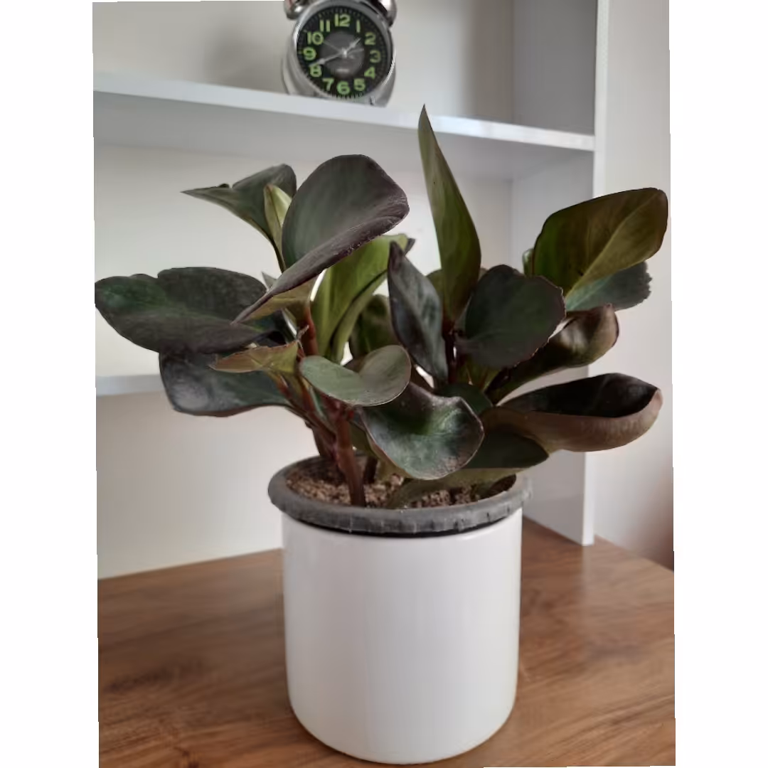 قاشقی بلک همراه گلدان سرامیک 