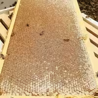 عسل شان (موم دار) چالدران 