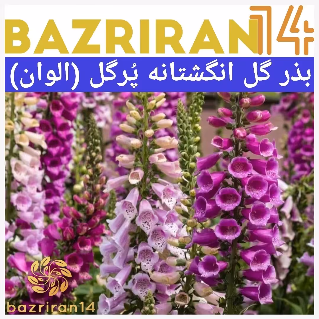 بذر گل انگشتانه