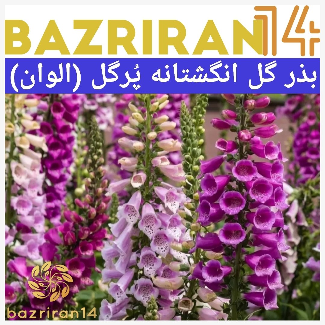 بذر گل انگشتانه