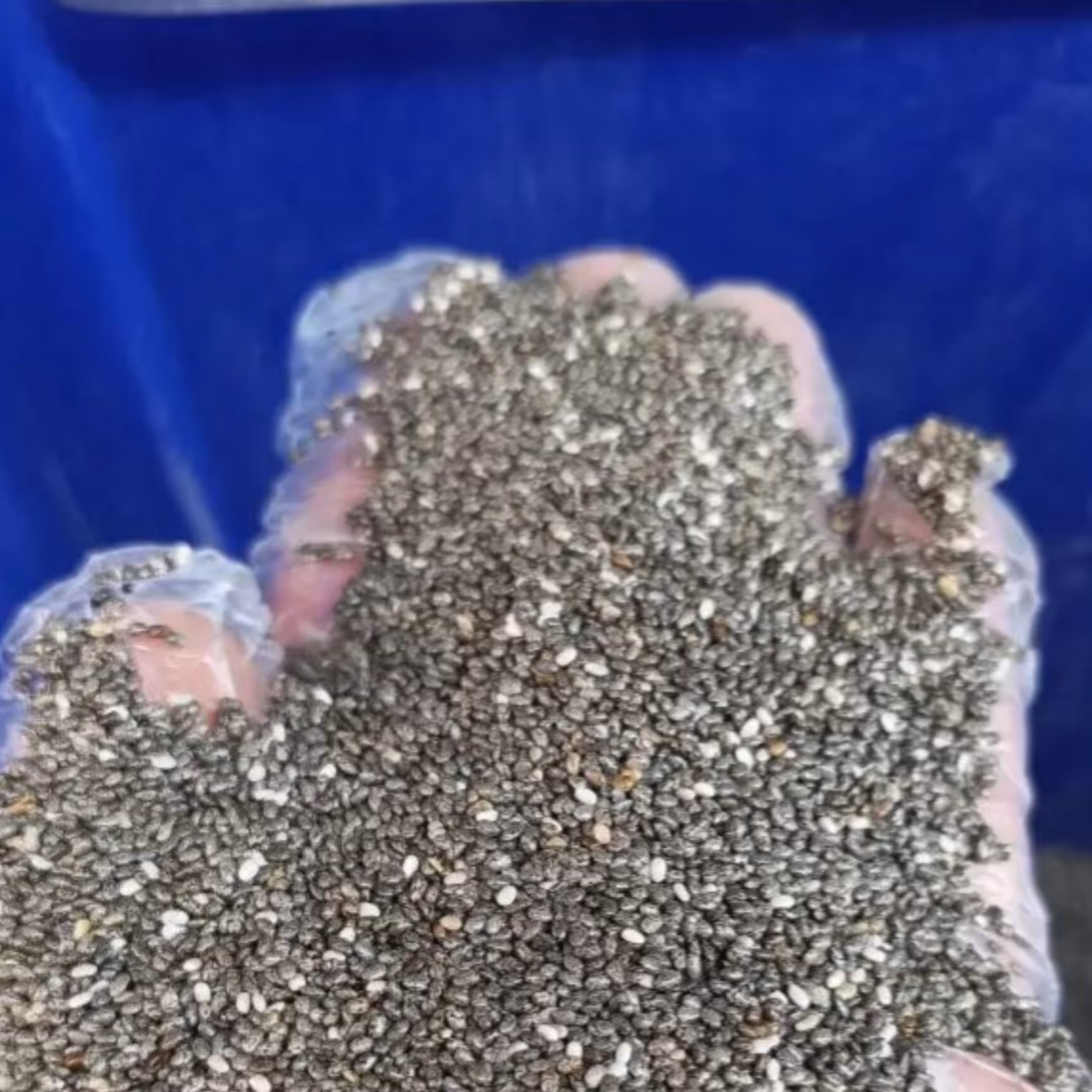 دانه چیا دویست گرمی 