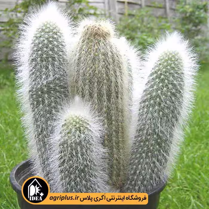 بذر کاکتوس Espostoa Lanata Subsp. Huanucensis