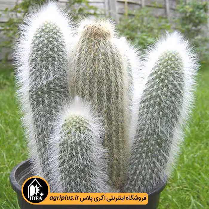 بذر کاکتوس Espostoa Lanata Subsp. Huanucensis