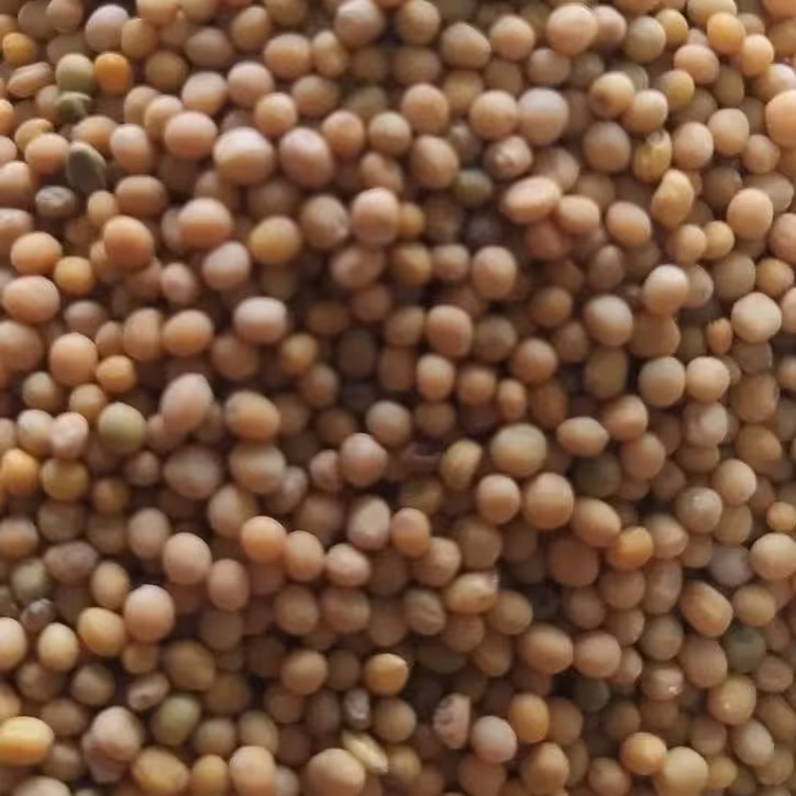 دانه خردل اعلا 100 گرم 