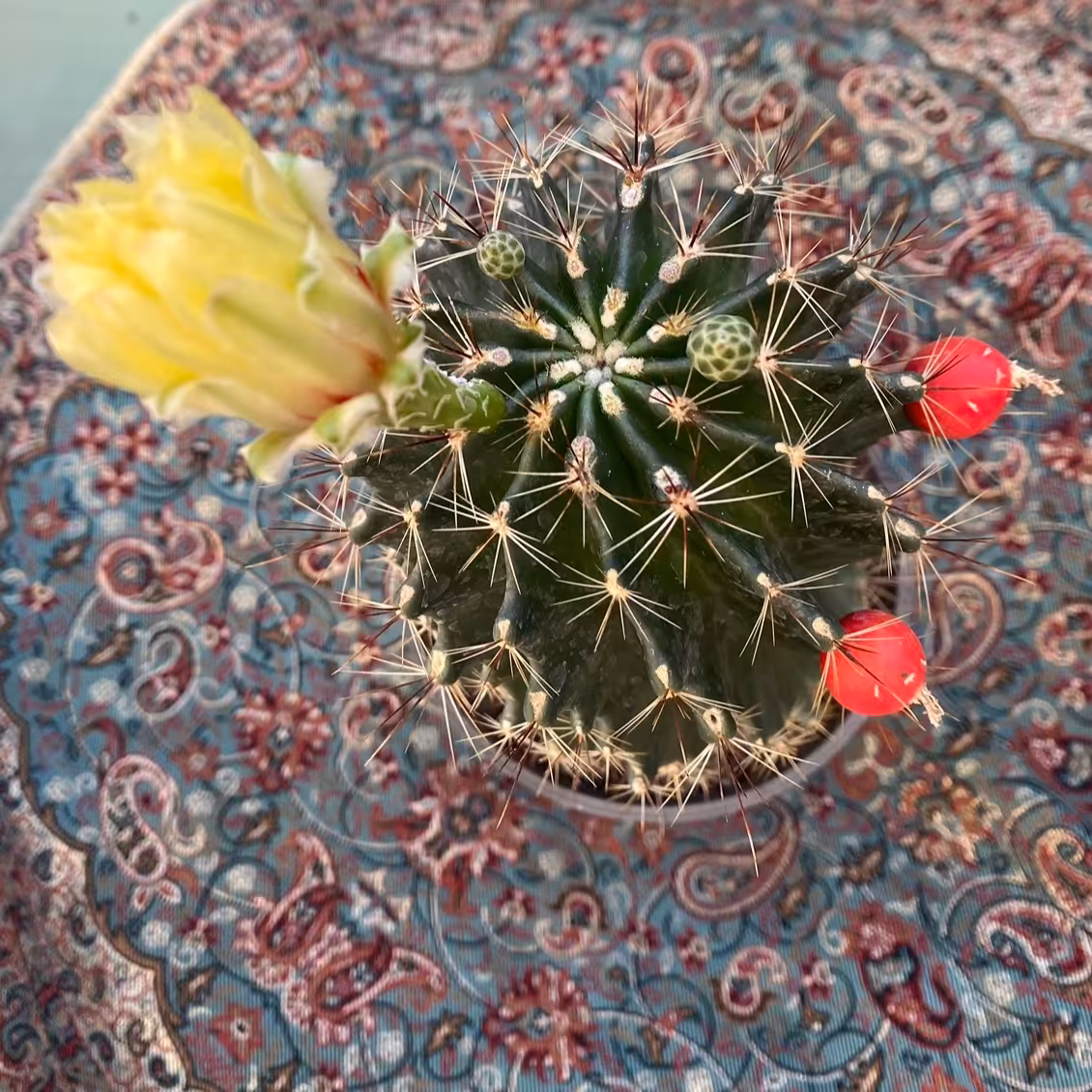کاکتوس پاخی سروس گلدار میوه دار  گلدان سایز 14