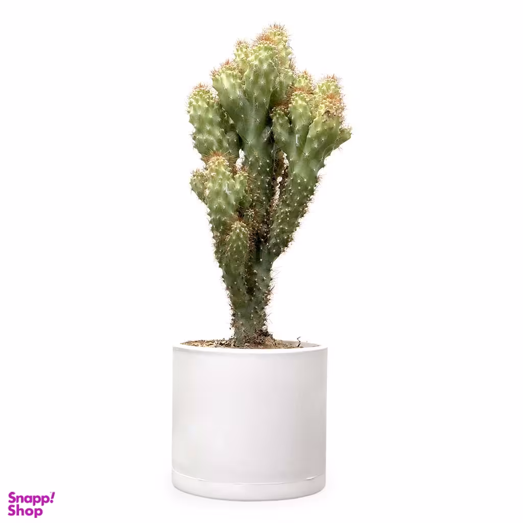گلدان کاکتوس سریوس صخره‌ ای