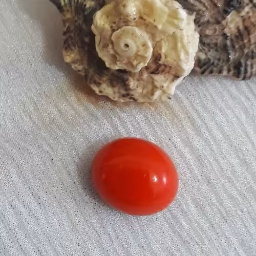 نگین مرجان لامپی کمیاب با برخورد رطوبت تلالو نوری همانند نور لامپ میدهد
