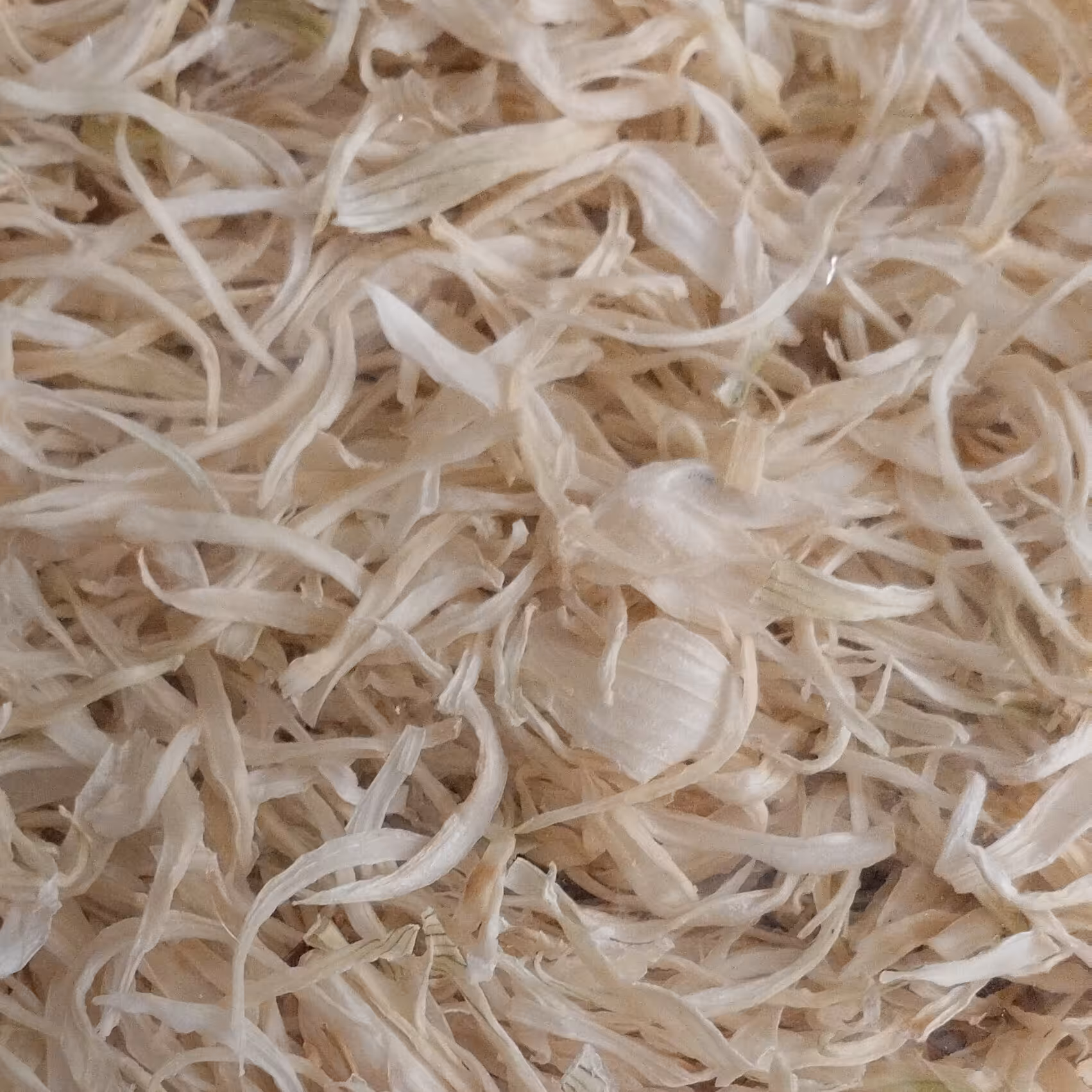 خلال پیاز سفید لوکس