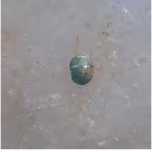 نگین فیروزه نیشابور کد 444