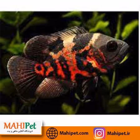 ماهی اسکار تایگر 5 تا 7 سانتی متری