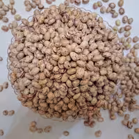 لوبیا چیتی اعلا