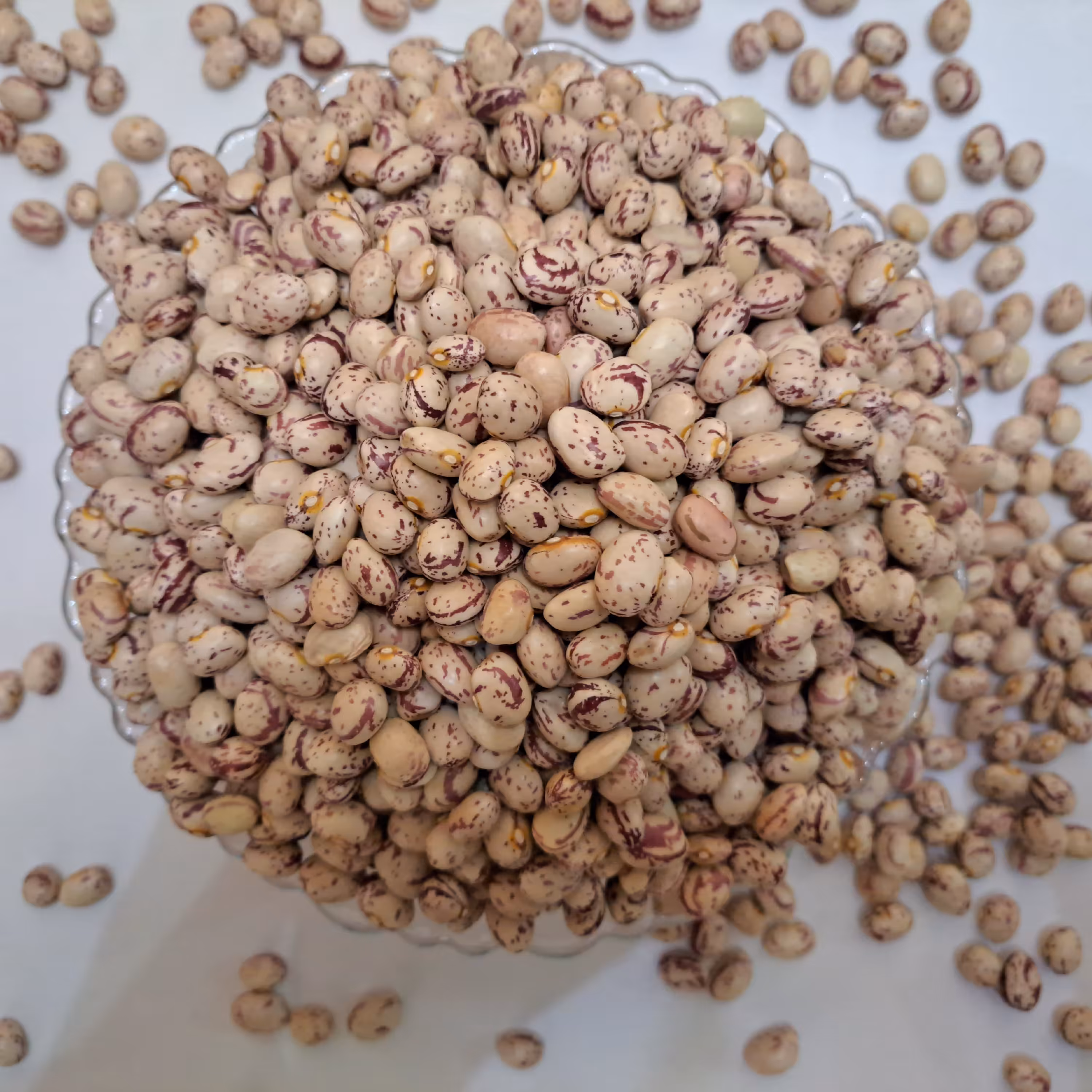 لوبیا چیتی اعلا