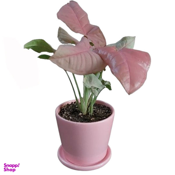 گیاه طبیعی سینگونیوم صورتی مدل F-01