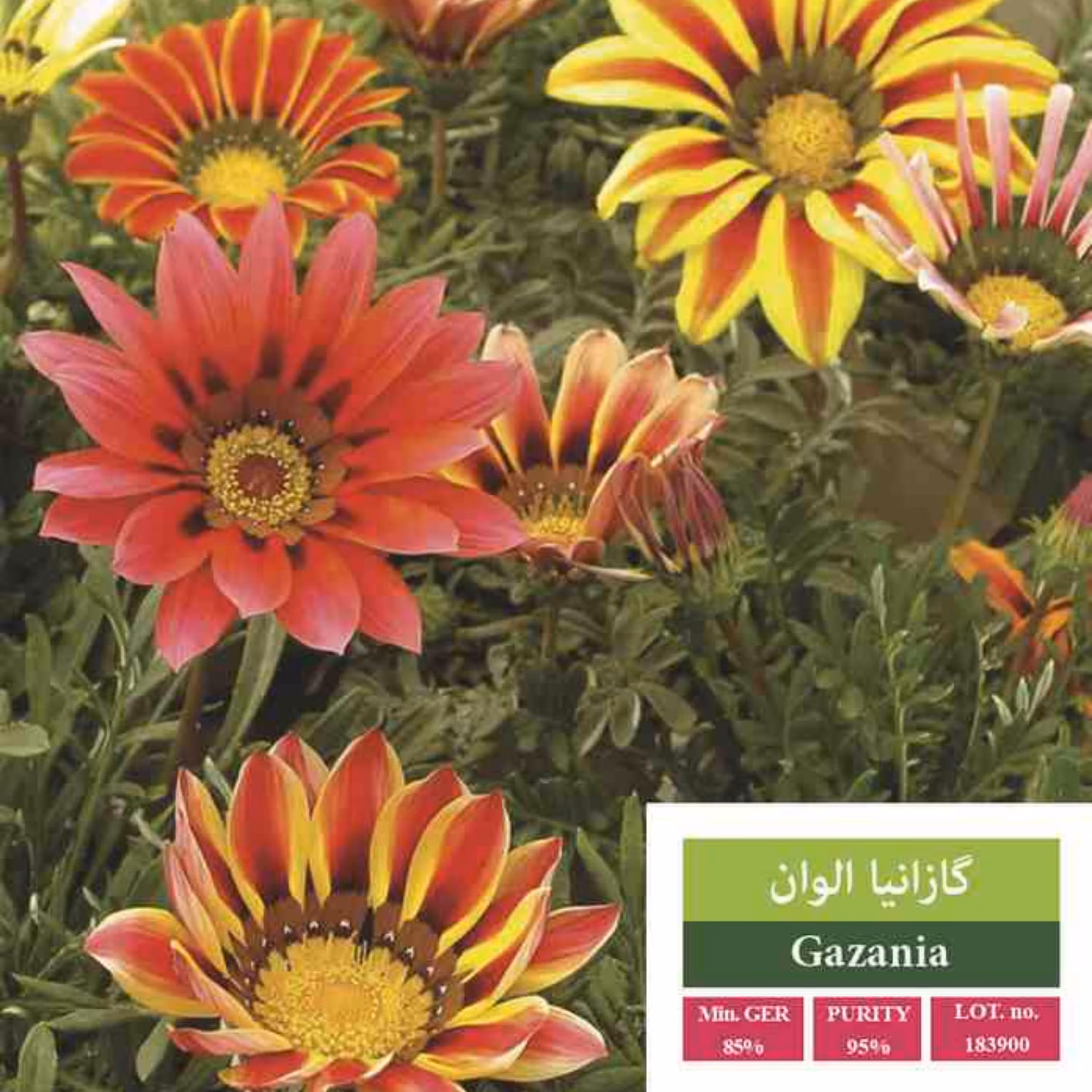 بذر گل گازانیا بذر طلایی رویان 
