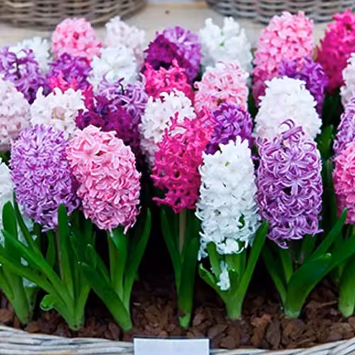 پیاز گل سنبل (میکس20 عددی) درشت