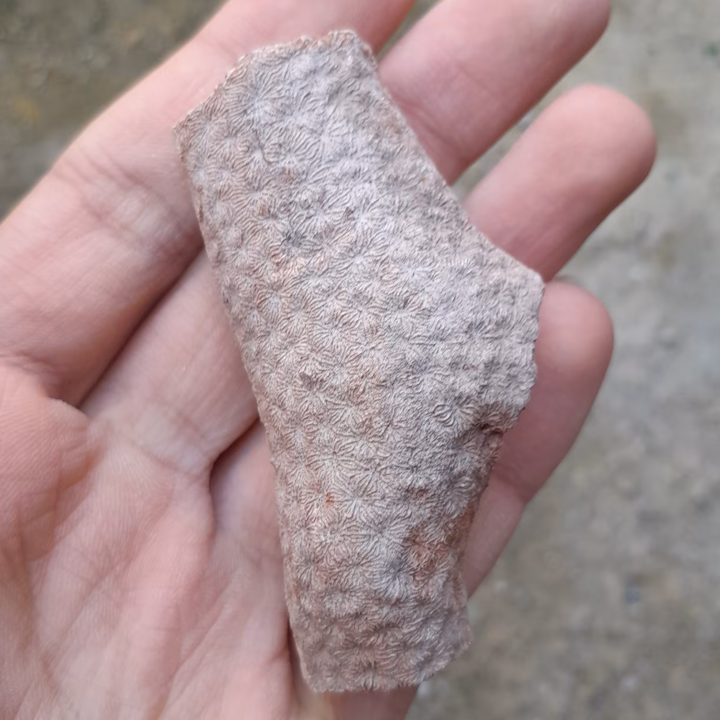 فسیل مرجان کد 19