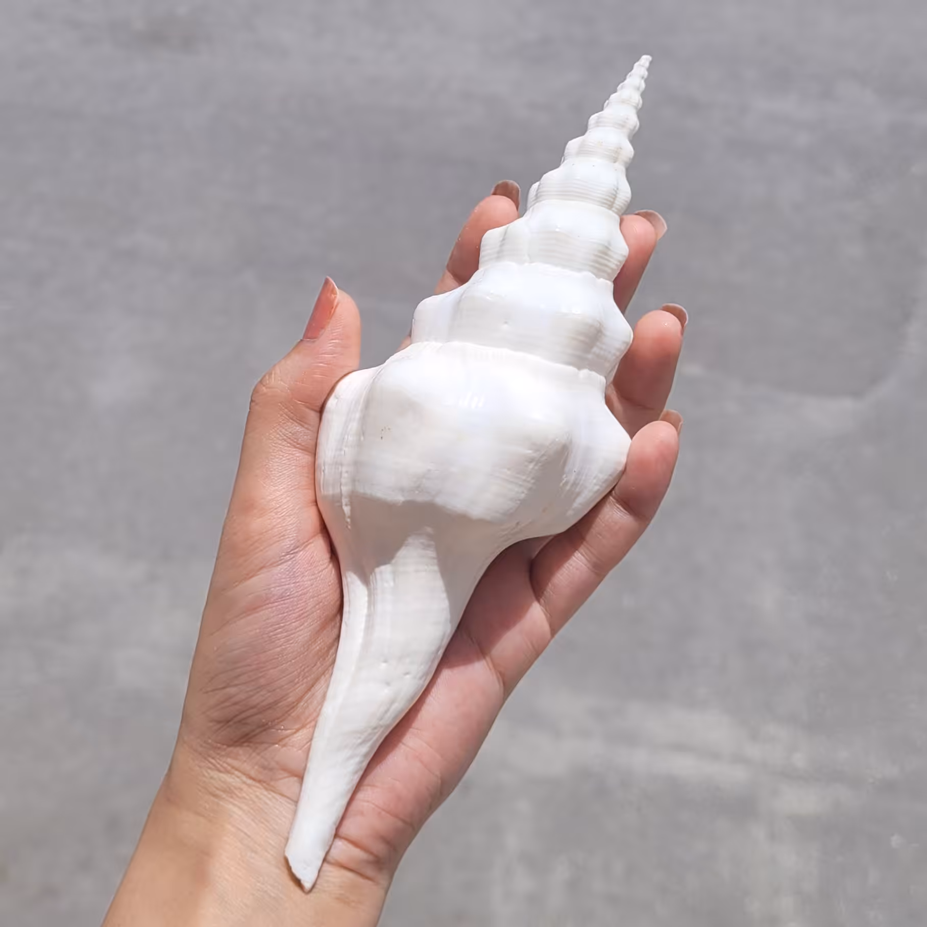 صدف فوسینوس