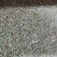 آویشن برگ باریک