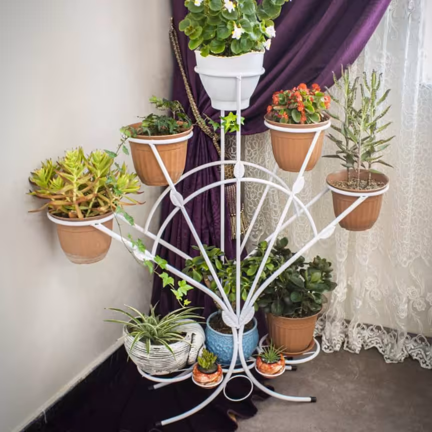 استند دم طاووسی حلقه