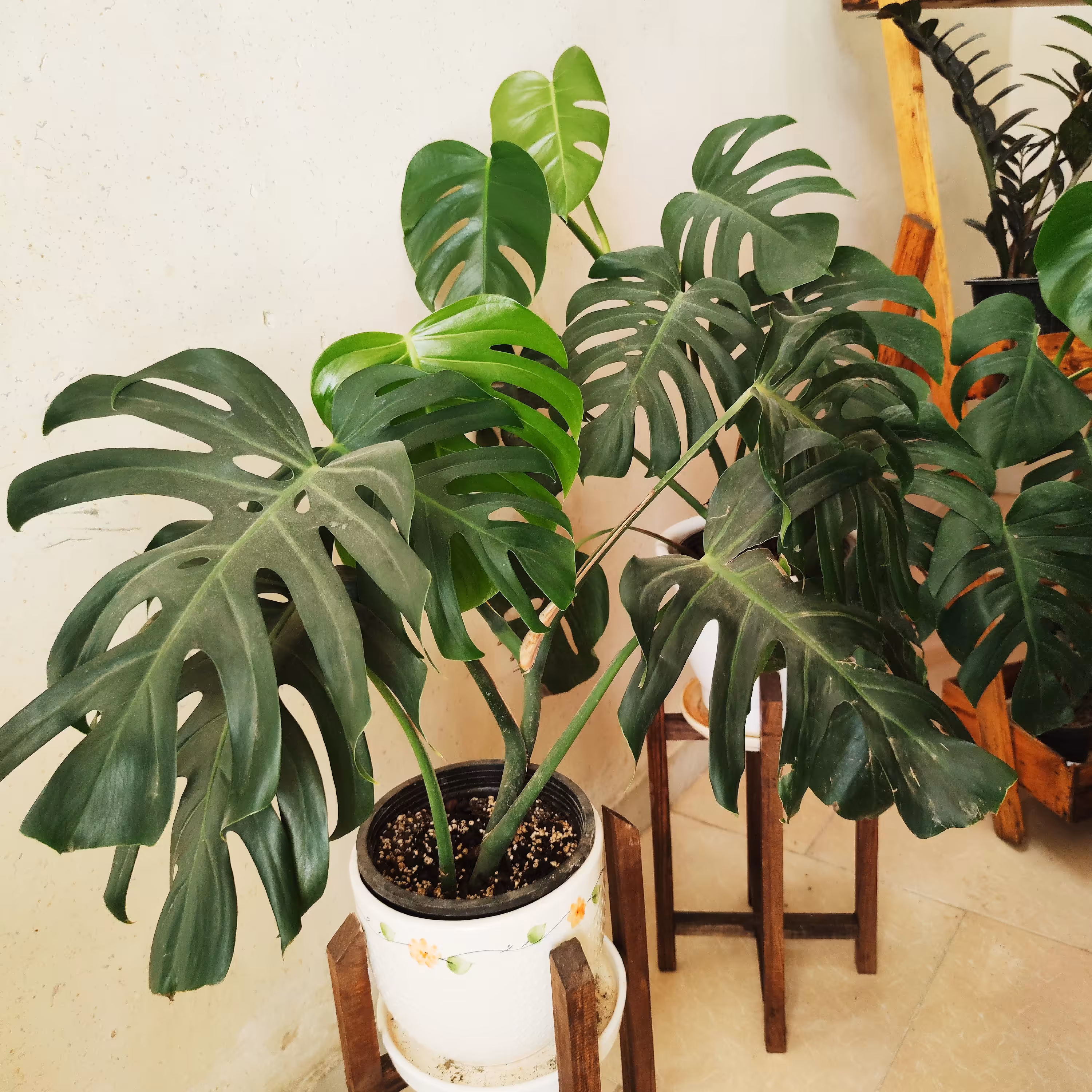 گیاه مانسترا دلیسیوسا_ارسال با باربری و پس کرایه