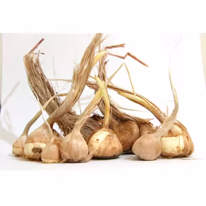 پیاز زعفران