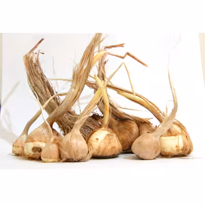 پیاز زعفران