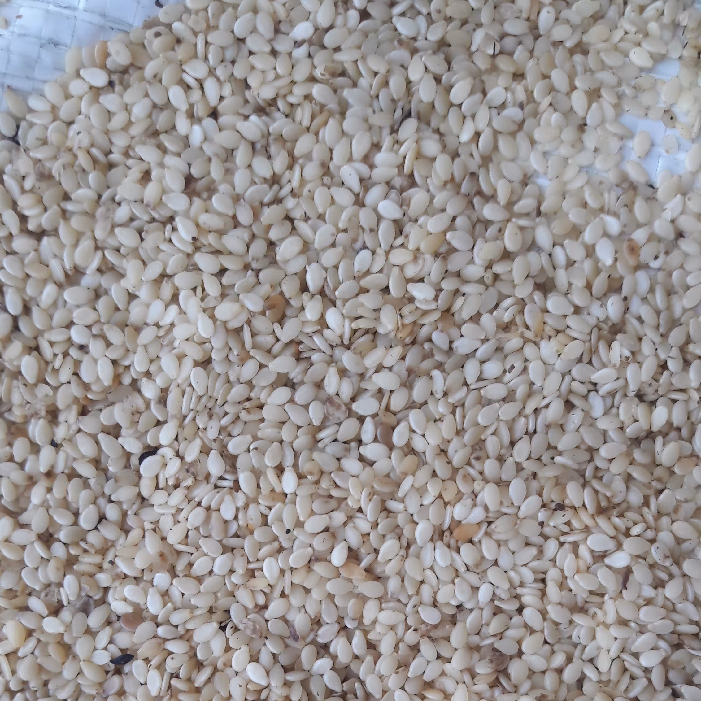 کنجد ایرانی لار شیرین ، 40 کیلویی ، رنگ طلائی ، شیرین ، بوداده(اصطلاحا کنجد ارده‌ای)