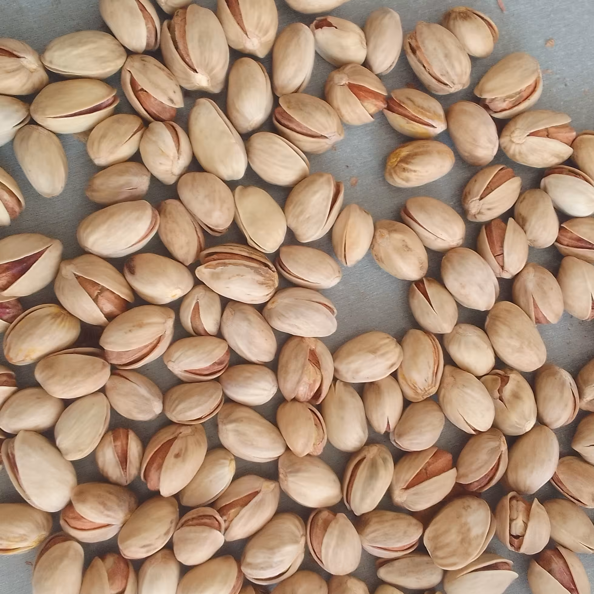 پسته مرغوب رفسنجان درانواع فندقی احمداقایی اکبری کله قوچی بادامی