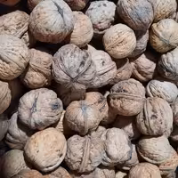 گردو 3کیلویی