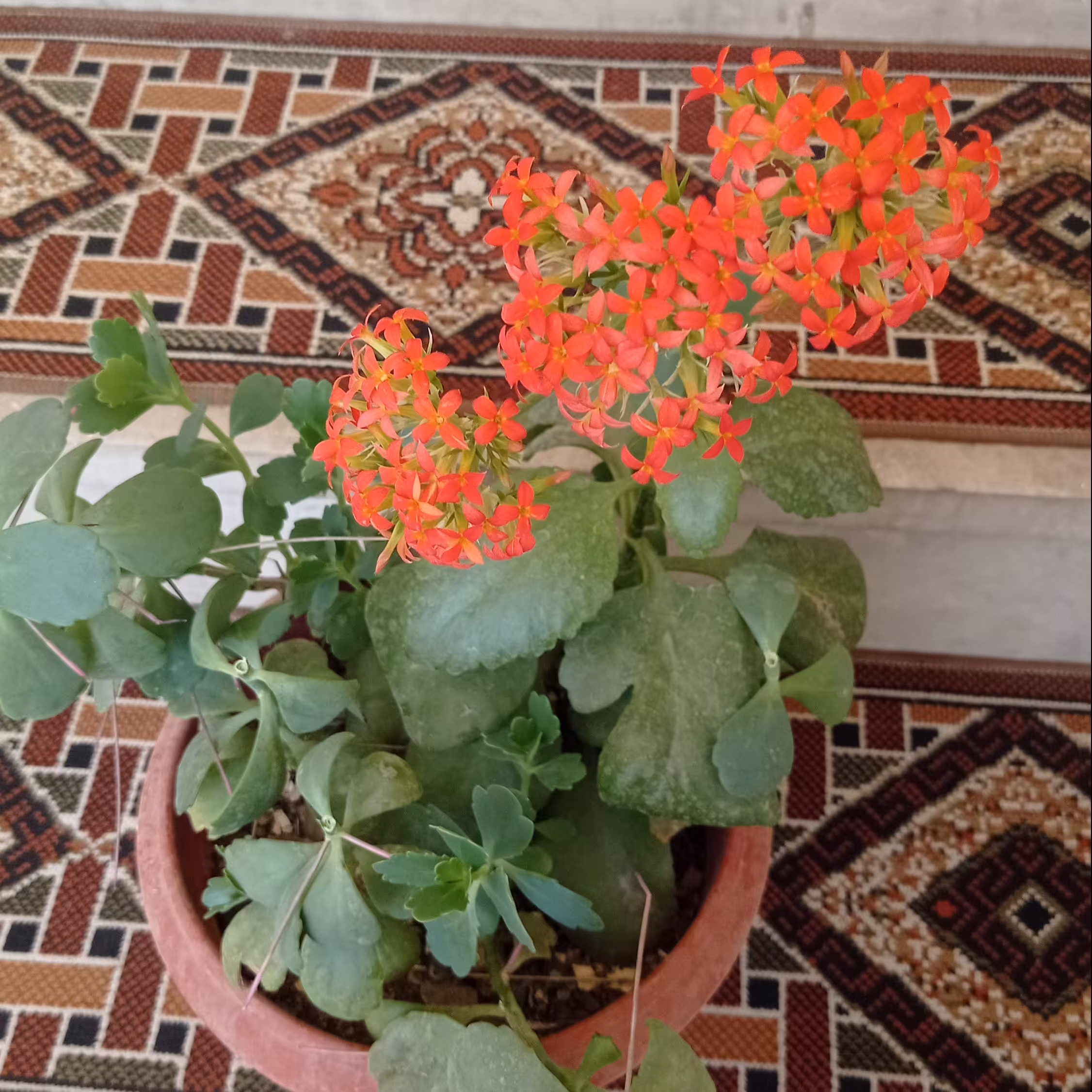 گل گلدان قاشقی پس کرایه 