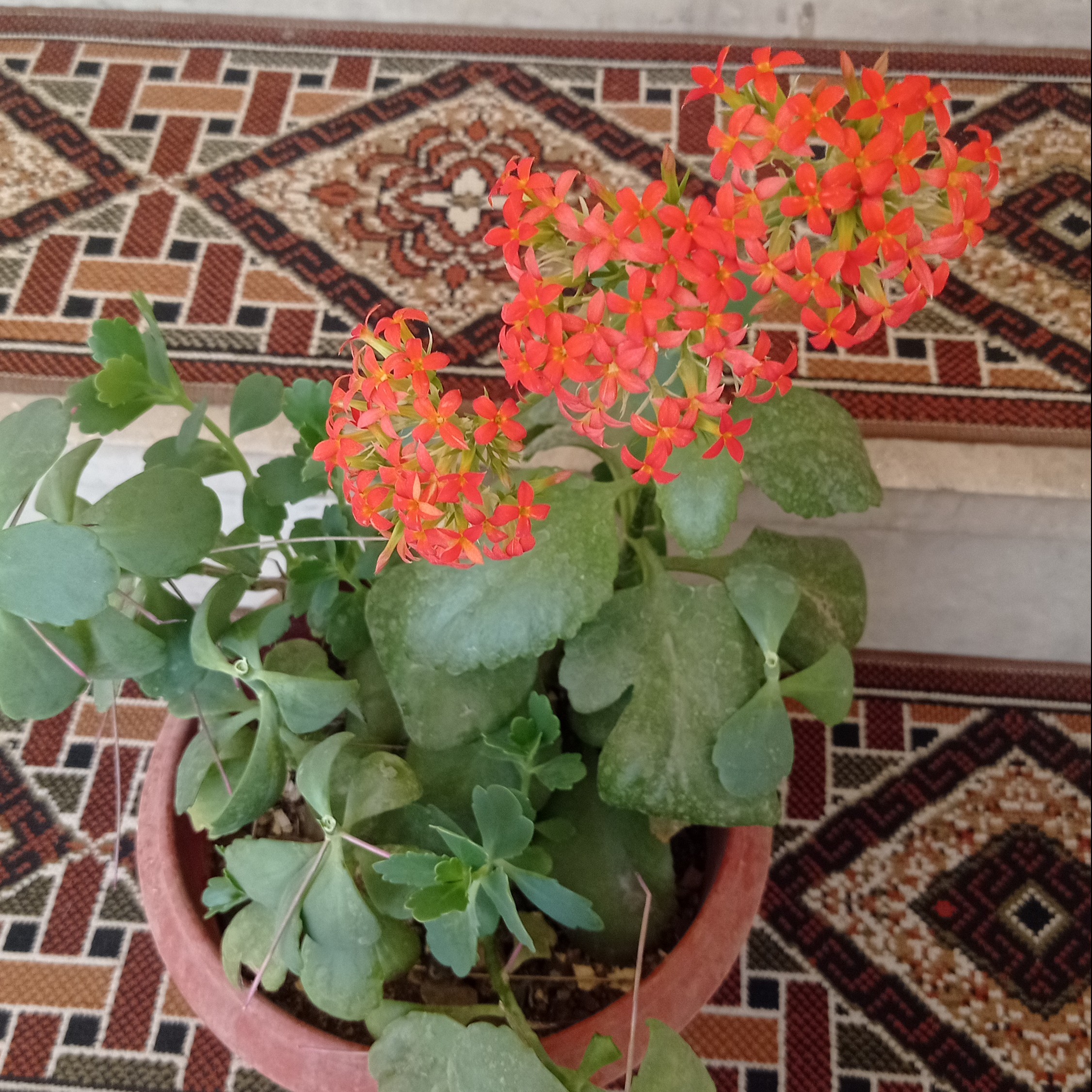 گل گلدان قاشقی پس کرایه