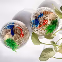 تنگ بلوری رزینی ماهی ها دست ساز ونقاشی شده هستند