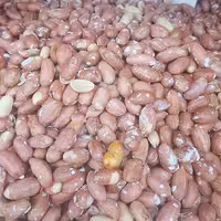 بادام زمینی آستانه شور