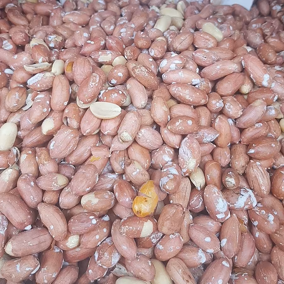 بادام زمینی آستانه شور